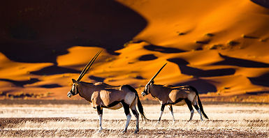Namibie - Portrait de deux oryx dans le désert du Namib et ses dunes, Sossusvlei
