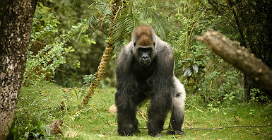 Afrique - Portrait d'un gorille dos argenté dans la jungle du Rwanda