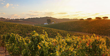 Domaine viticole des environs de Monsaraz, Portugal