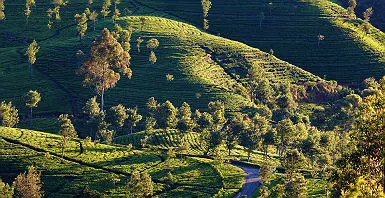 Plantation de thé - Haputale 