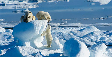 accroche-ile-aux-ours-blancs