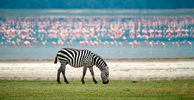 accroche-edens-tanzaniens