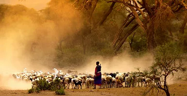 Tanzani- Portrait d'un berger masai avec son bétail