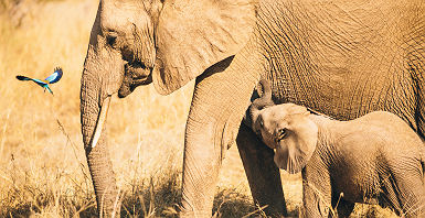 Afrique du Sud - Portrait d'un éléphant et son bébé au parc national de Ruaha