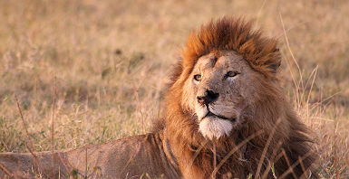Tanzanie - Portrait d'un lion à la cratère Ngorongoro