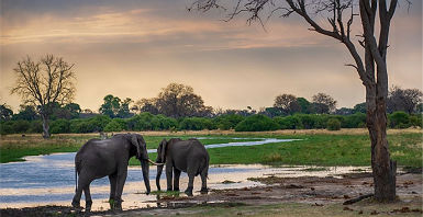 Elephants delta d'Okavango, Botswana