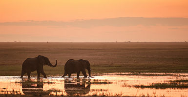 Afrique - Portrait de deux éléphants dans un lac au parc national Hwange