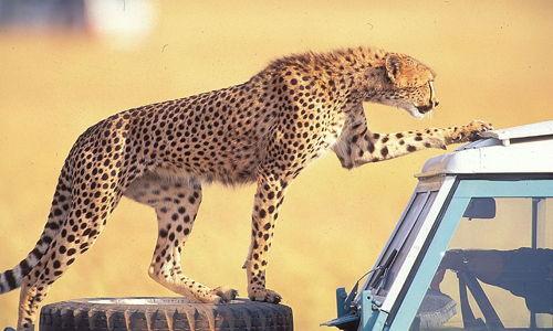 partir_au_kenya_safari_reserve_4x4_parc_amboseli