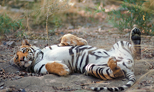 partir_en_inde_tigres_parc_national_de_bandhavgar
