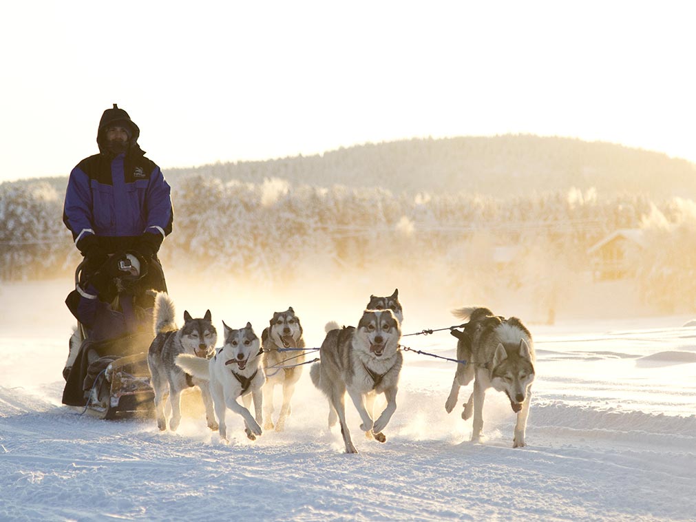 Husky Safari Finland