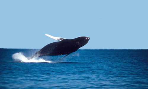 voyage_canada_sur_mesure_voir_les_baleines