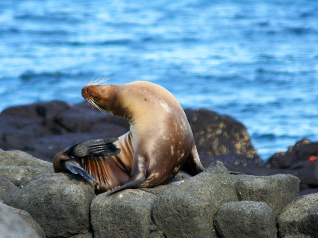 croisiere_bateau_galapagos_5_etoiles_lion_de_mer