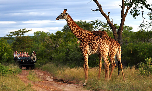 voyage_afrique_sud_safari_kruger_reserve_kapama