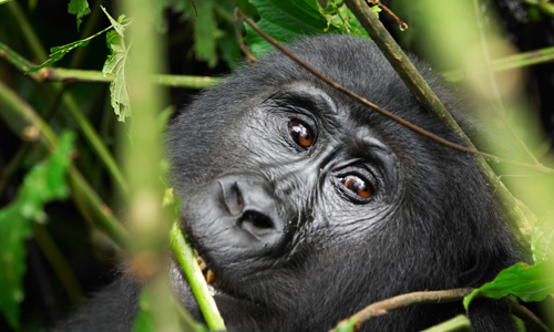 voyage_ouganda_rwanda_gorilles_reserves