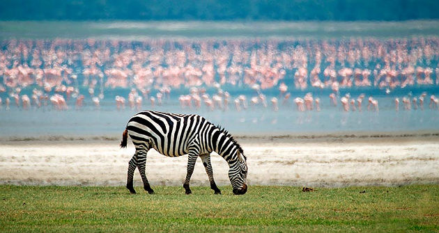 accroche-edens-tanzaniens