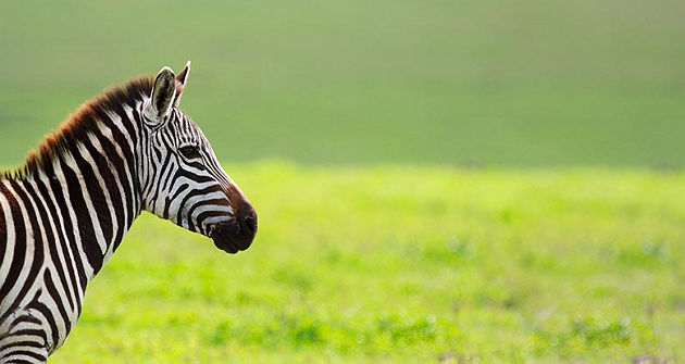accroche-safari-tanzanie-plage-zanzibar