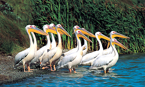 voyage_tanzanie_cratere_du_ngorongoro