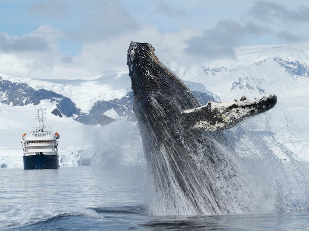 amplitudes_croisiere_antarctique_quark_baleine