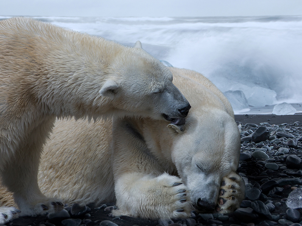 croisiere_pole_nord_ours_polaires