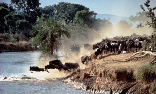 partir_au_kenya_safari_reserve_4x4_masai_mara