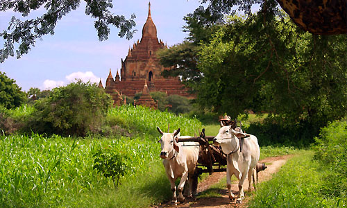 birmanie_voyage_sur_mesure_amplitudes_culture
