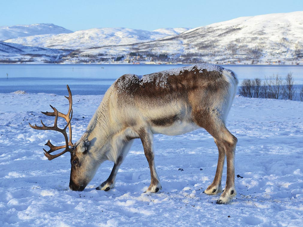 amplitudes_circuit_croisiere_norvege_hiver_laponie