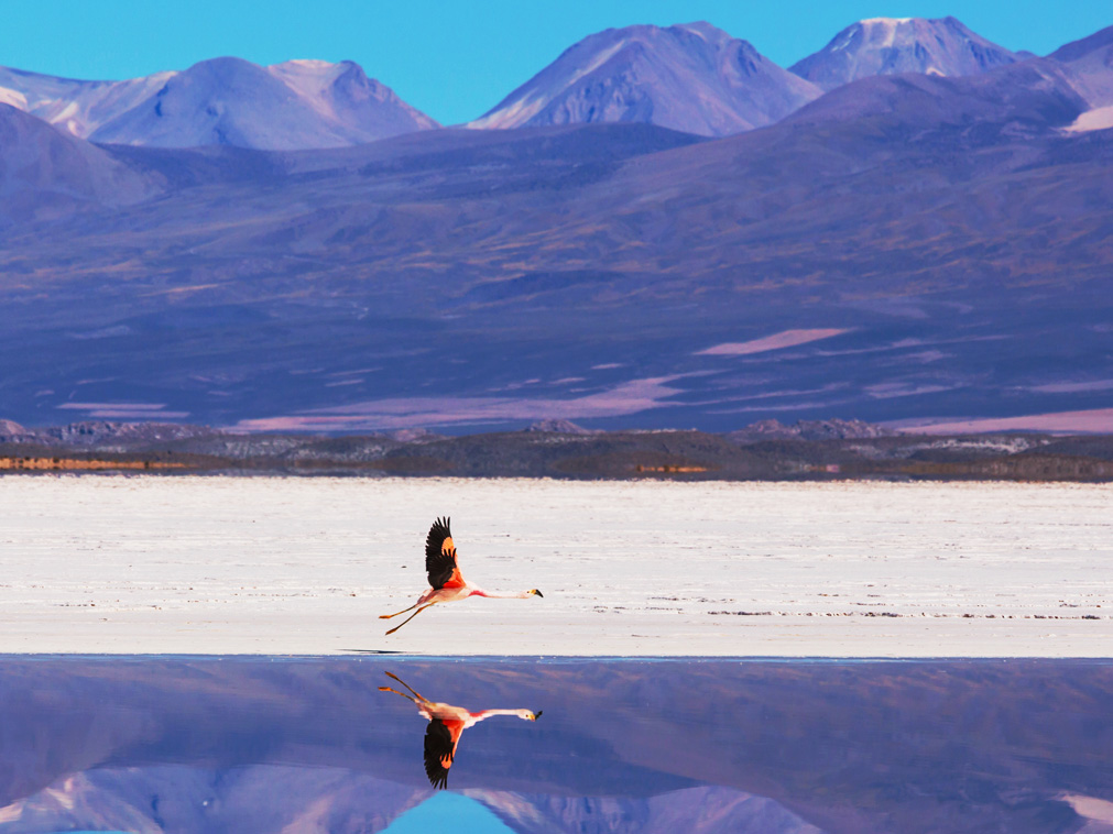 voyage_chili_visite_volcan_flamand_rose