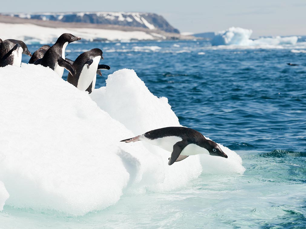 amplitudes_croisiere_antarctique_quark_manchot