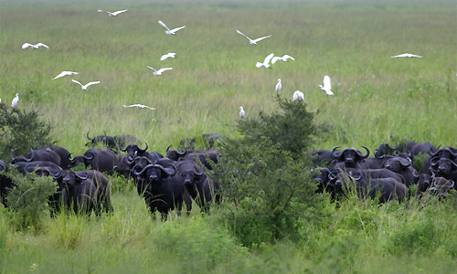 partir_tanzanie_mikumi_safari_udzungwa