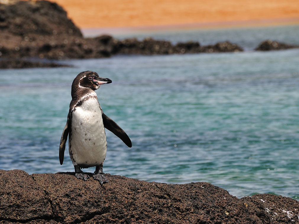 croisiere_galapagos_amplitudes_manchot