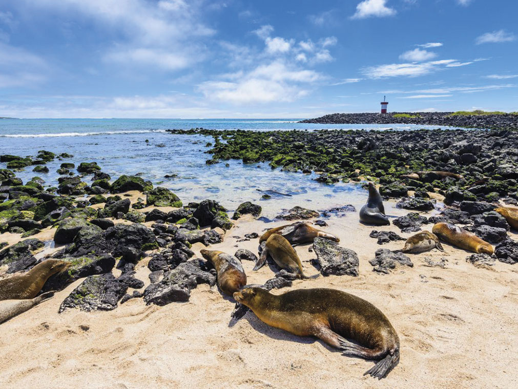 croisiere_galapagos_amplitudes_lion_de_mer