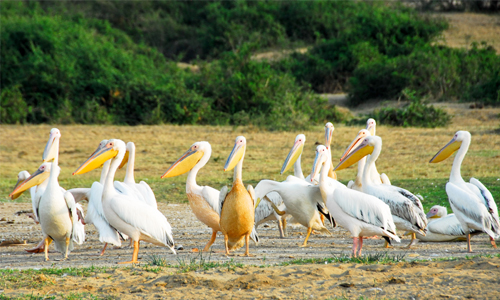 voyage_ouganda_rwanda_pelicans_reserves