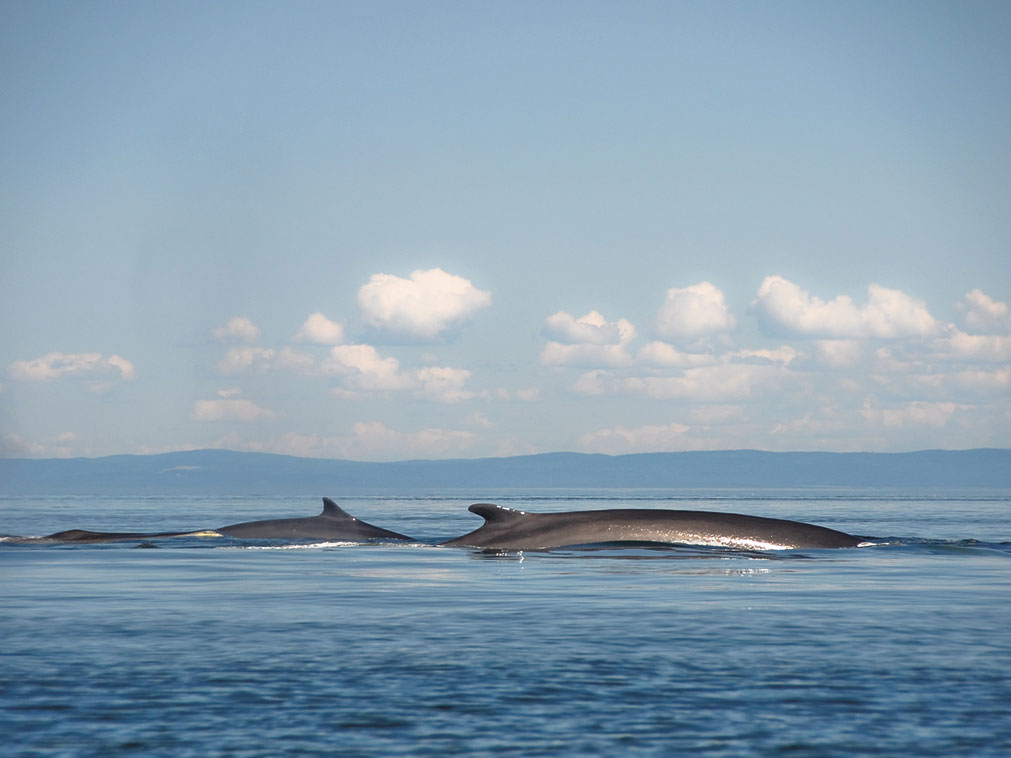 croisiere_amplitudes_quebec_saint_laurent_baleines