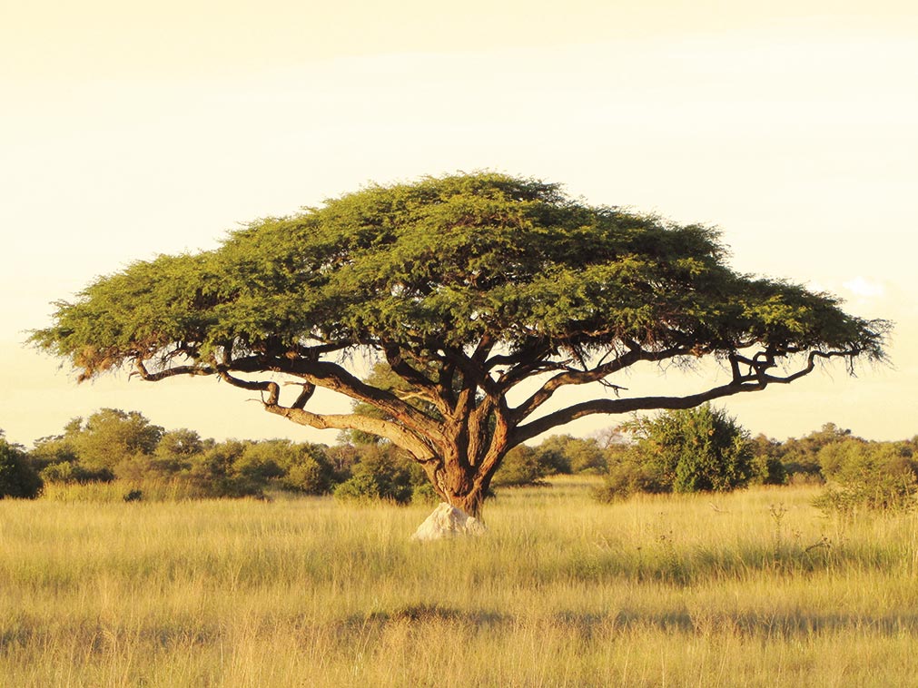 circuit_safari_amplitudes_zimbabwe_arbre
