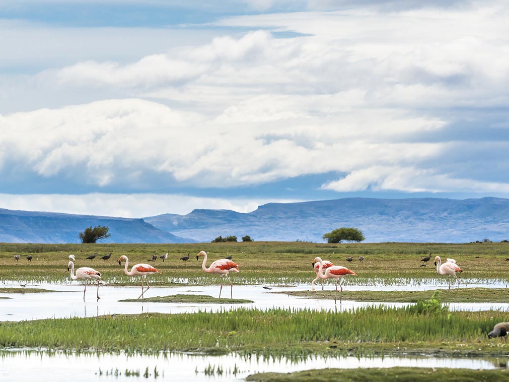 voyage_argentine_chili_amplitudes_el_calafate