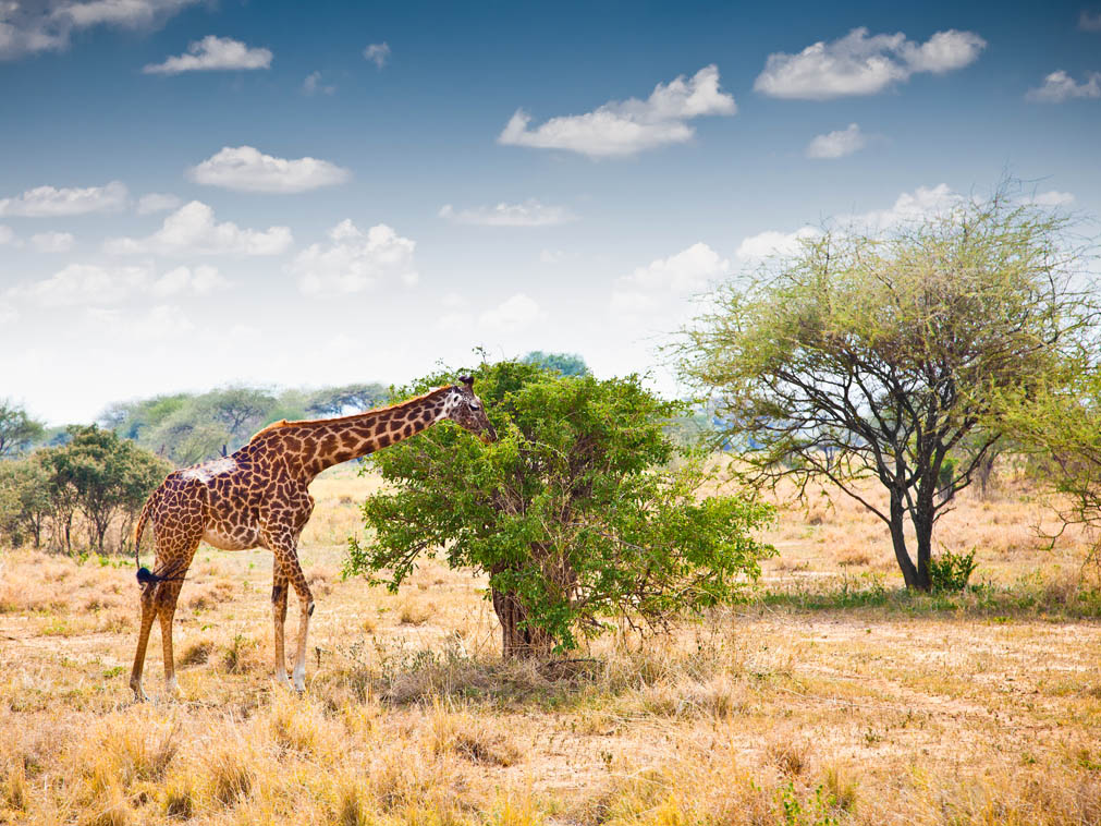 voyage_sur_mesure_kenya_randonnee_savane_girafe