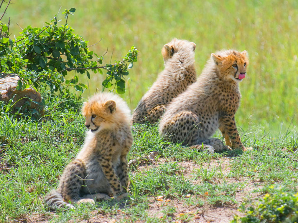 voyage_safari_lionceaux_amplitudes_kenya
