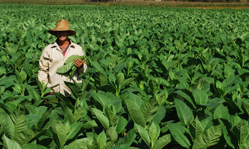 voyage_cuba_voir_cueilleurs_de_tabac_trinidad