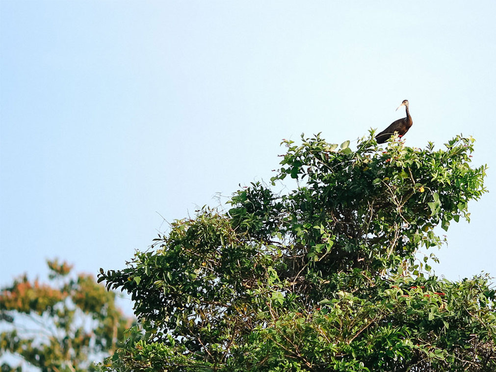 croisiere_rivages_amazonie_bresil_perou_colombie