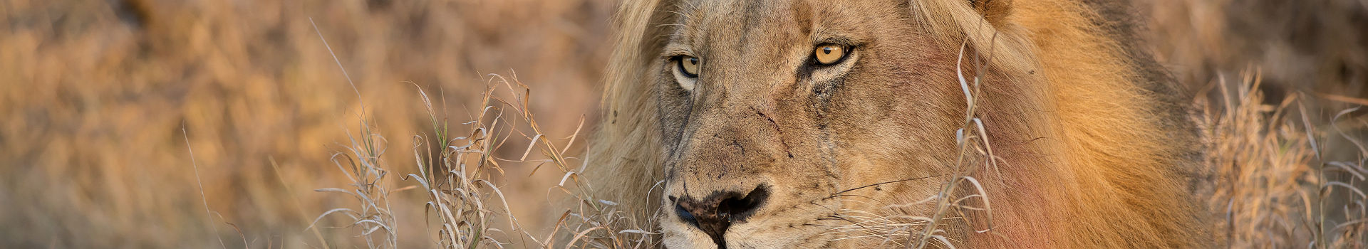 Afrique du Sud - Portrait d'un lion au parc national de Kruger
