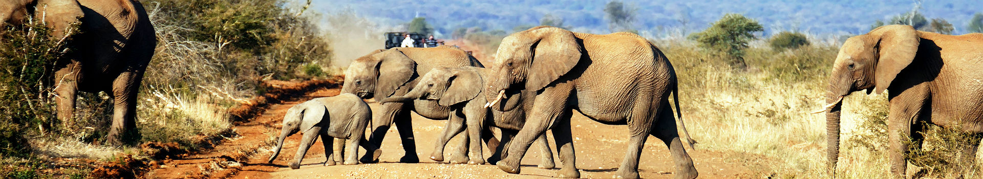 Afrique - Troupeau d'éléphants à la réserve naturelle Madikwe