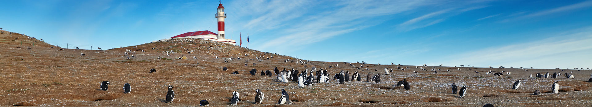 Pingouins sur l'Île Magdalena dans le détroit de Magellan - Chili