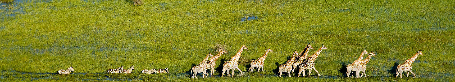Girafes dans le delta de l'Okawango - Botswana