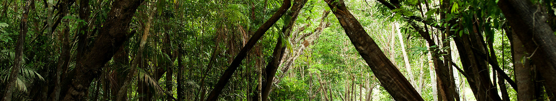 Forêt amazonienne au Brésil