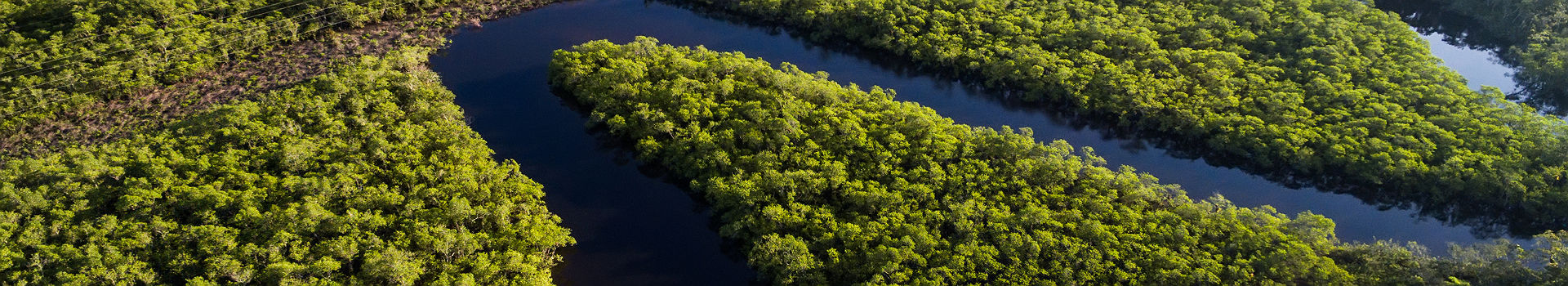 Brésil - Vue de la forêt tropicale