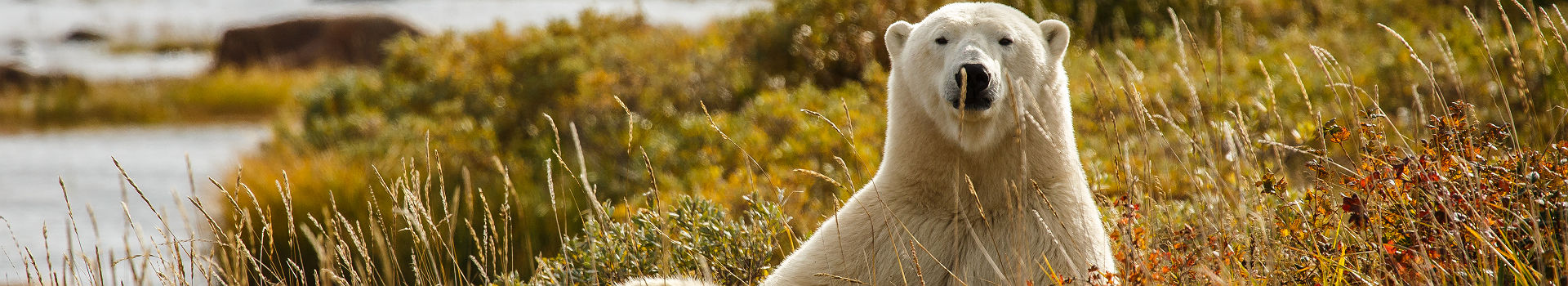 Canada - Portrait d'un ours polaire dans la prairie à Hudson Bay