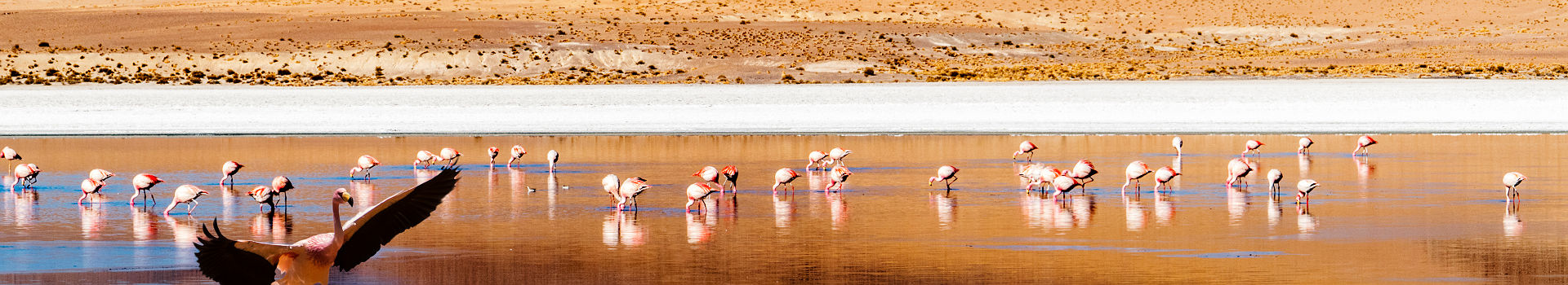 Chili- Groupe de flamants roses dans le désert d'Atacama