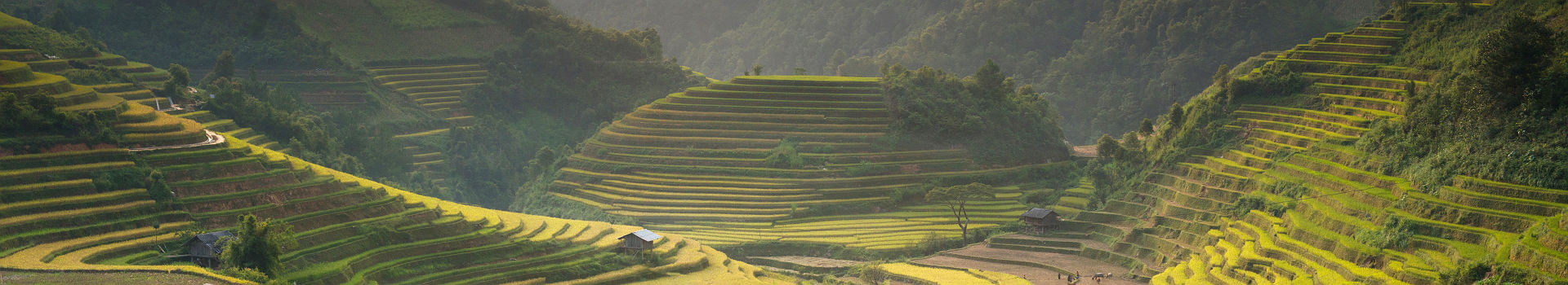 Rizières en terrasse dans la province de Lào Cai - Vietnam