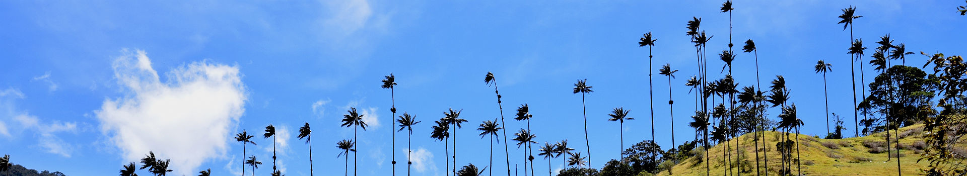 Grands palmiers de la vallée de Cocora - Colombie