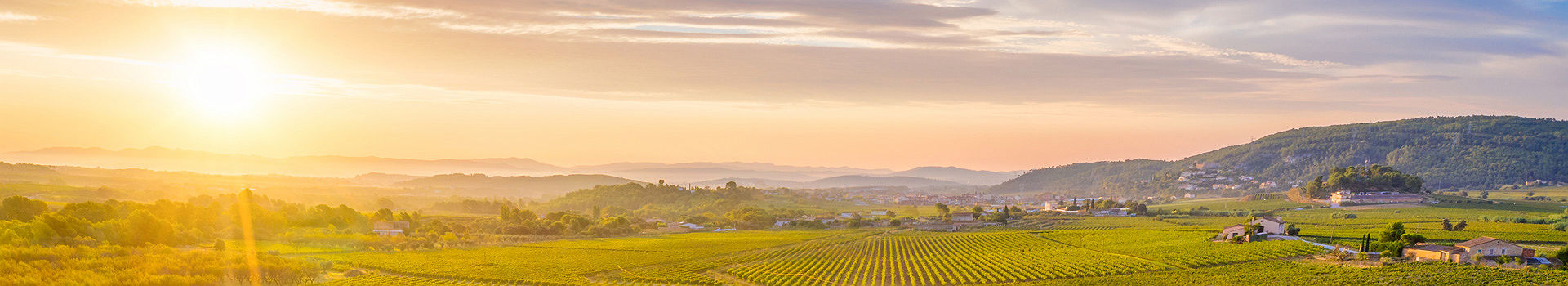 Lever de soleil au vignoble, Rioja, Espagne